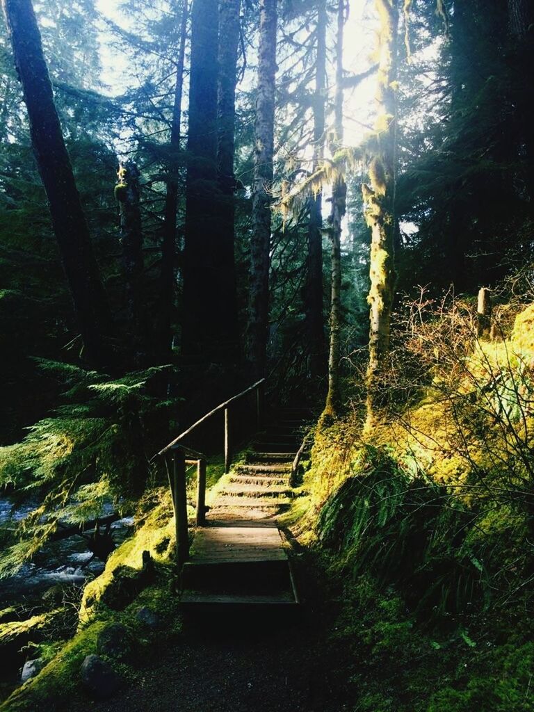 VIEW OF STAIRCASE IN FOREST