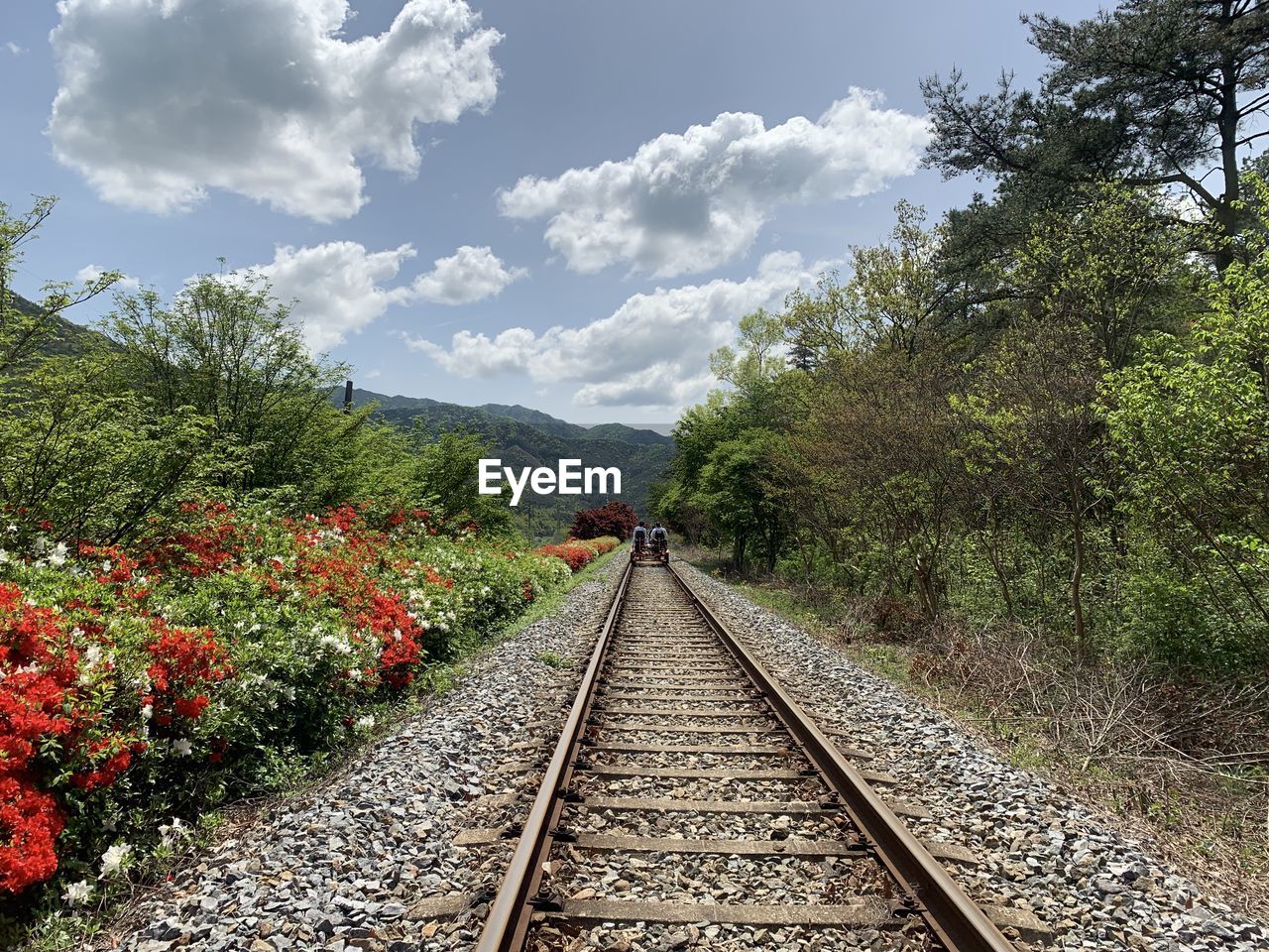 RAILROAD TRACKS ALONG PLANTS AND TREES