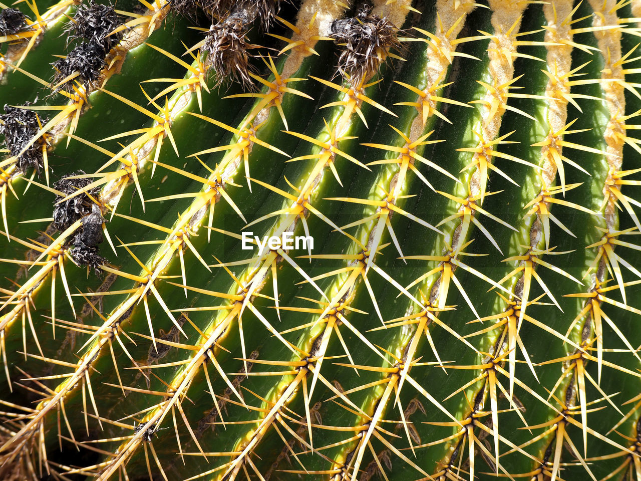 CLOSE-UP OF CACTUS