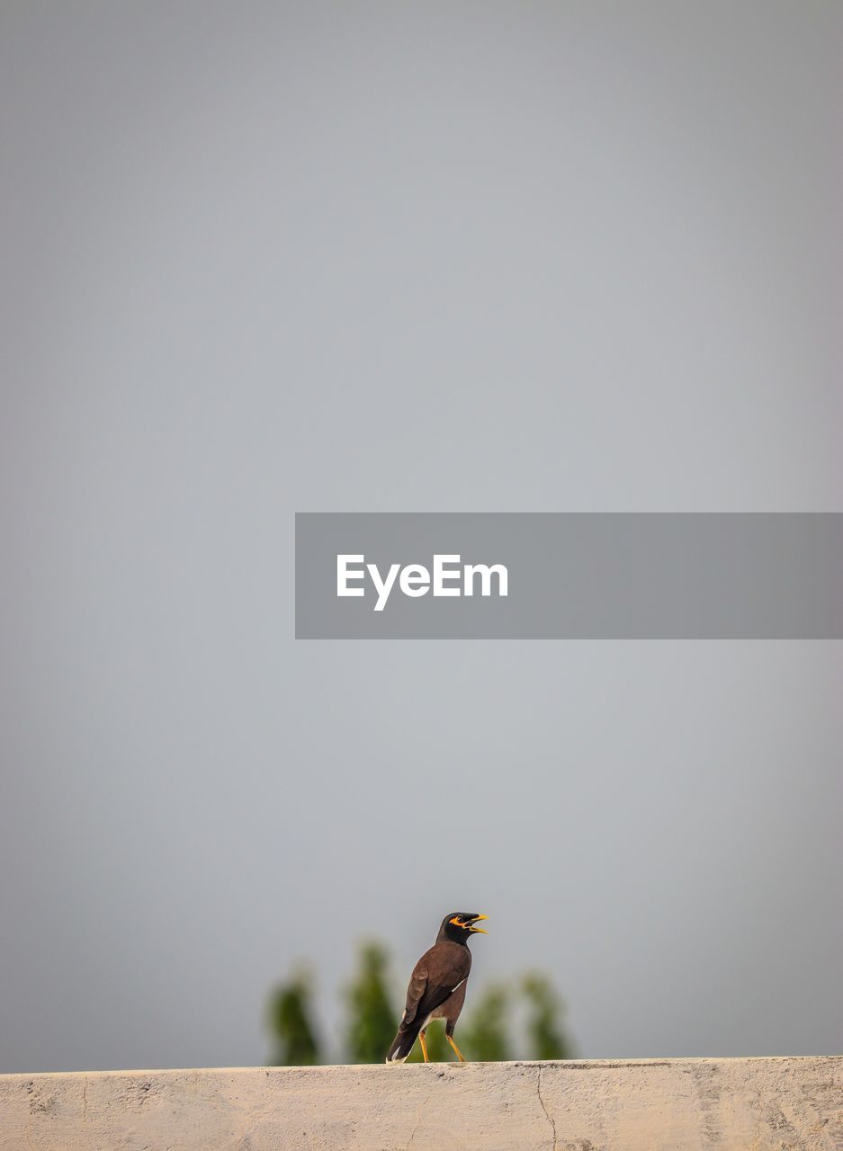 Bird perching on wall