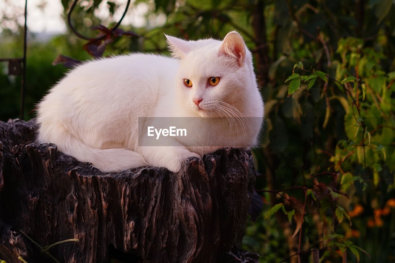 White cat looking away