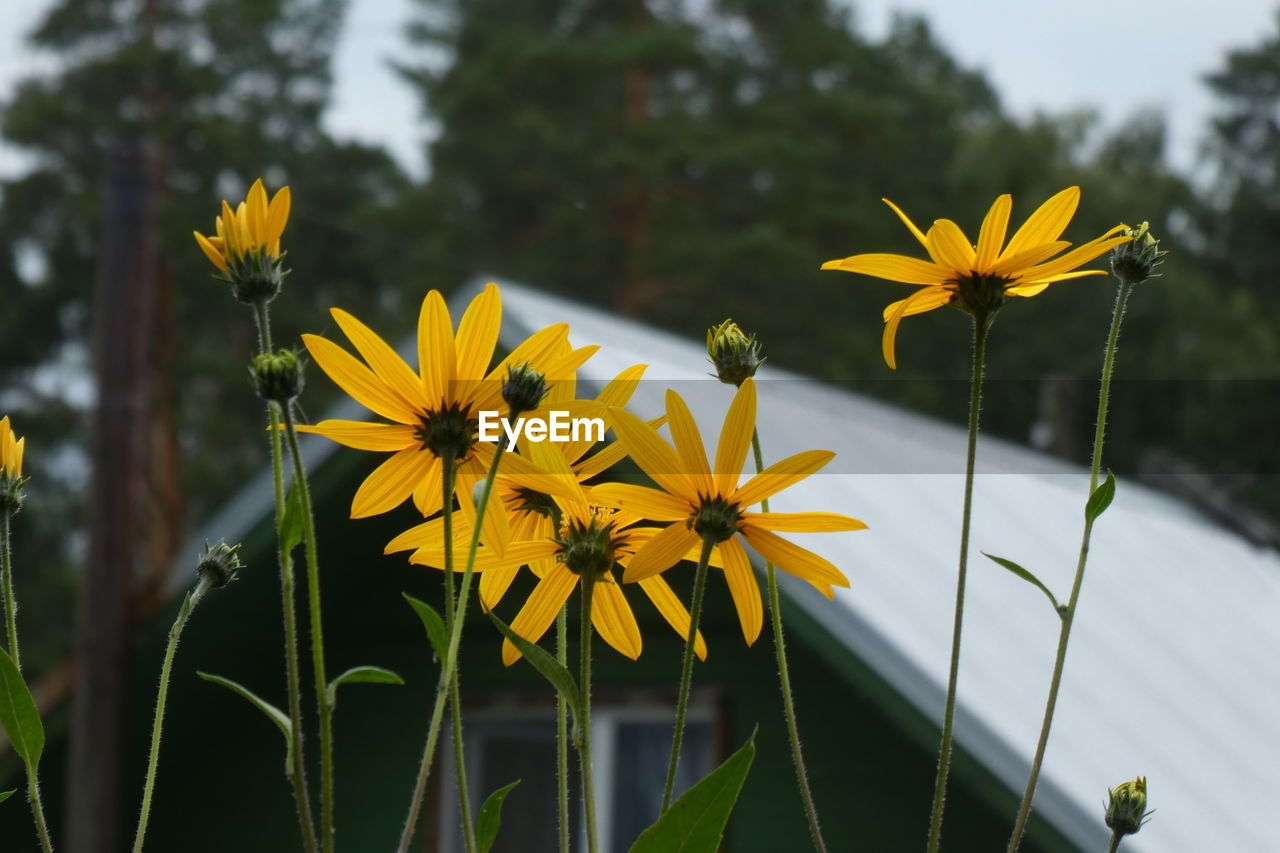 CLOSE-UP OF YELLOW FLOWERS IN PARK