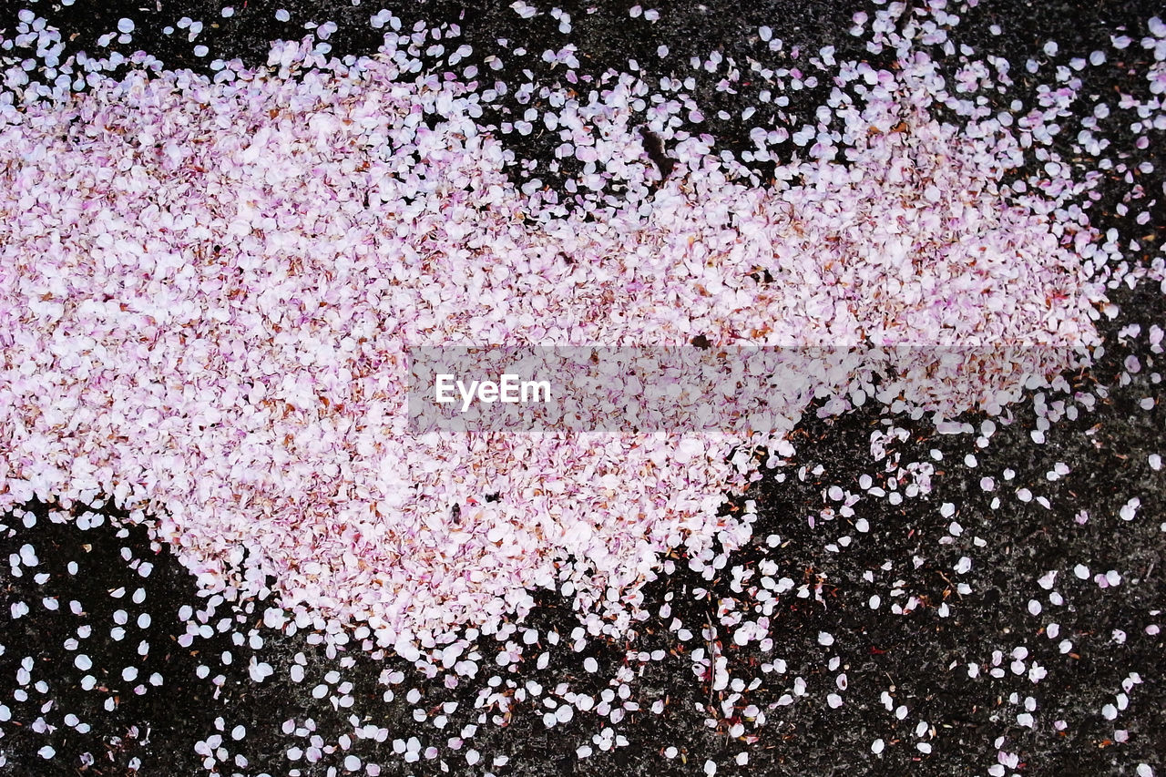 High angle view of petals on street