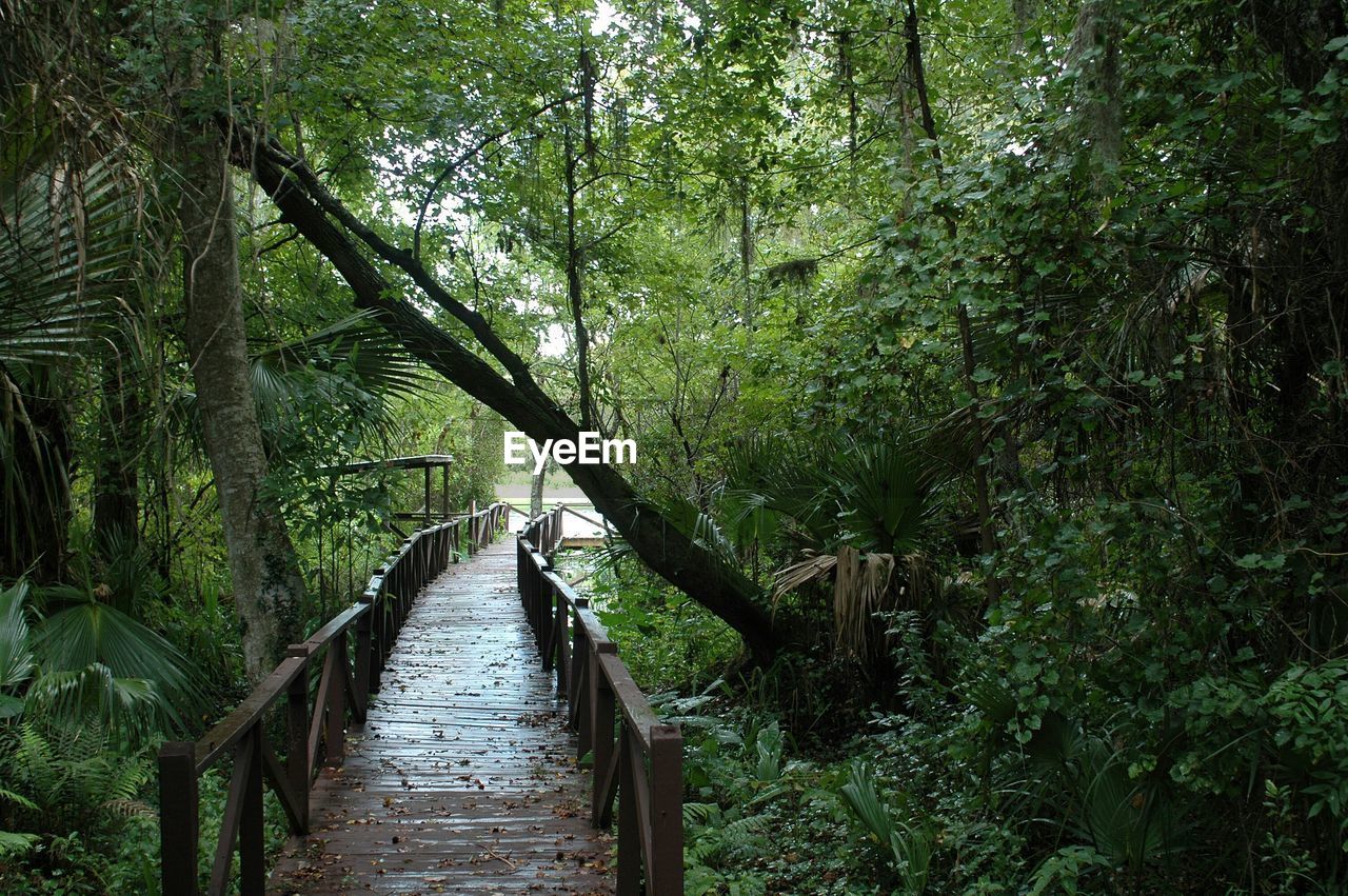 NARROW WALKWAY ALONG TREES