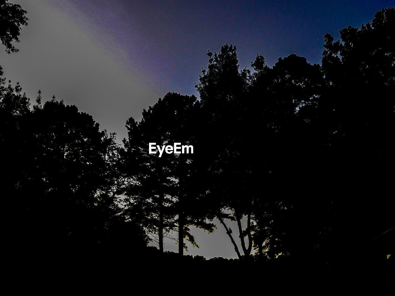 LOW ANGLE VIEW OF SILHOUETTE TREES AGAINST SKY AT DUSK