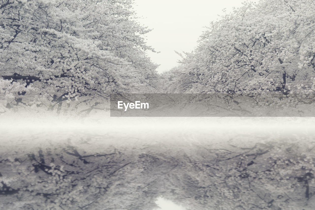 SNOW COVERED TREES IN FOREST