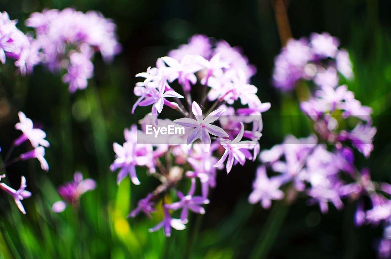 Close-up of purple flowering plants
