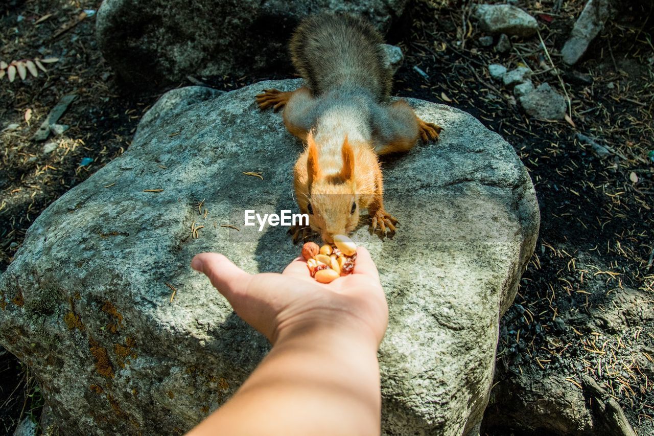 HIGH ANGLE VIEW OF HUMAN HAND HOLDING A ANIMAL