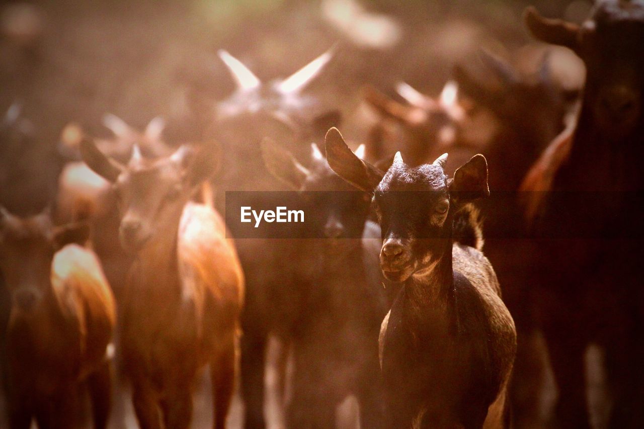 Close-up of goats on field