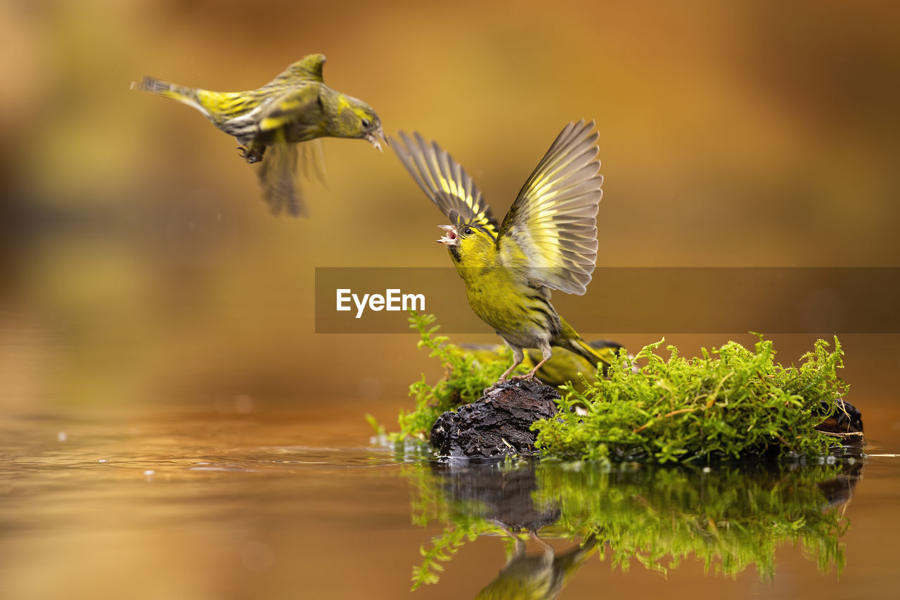 VIEW OF BIRD ON PLANT AT RIVERBANK