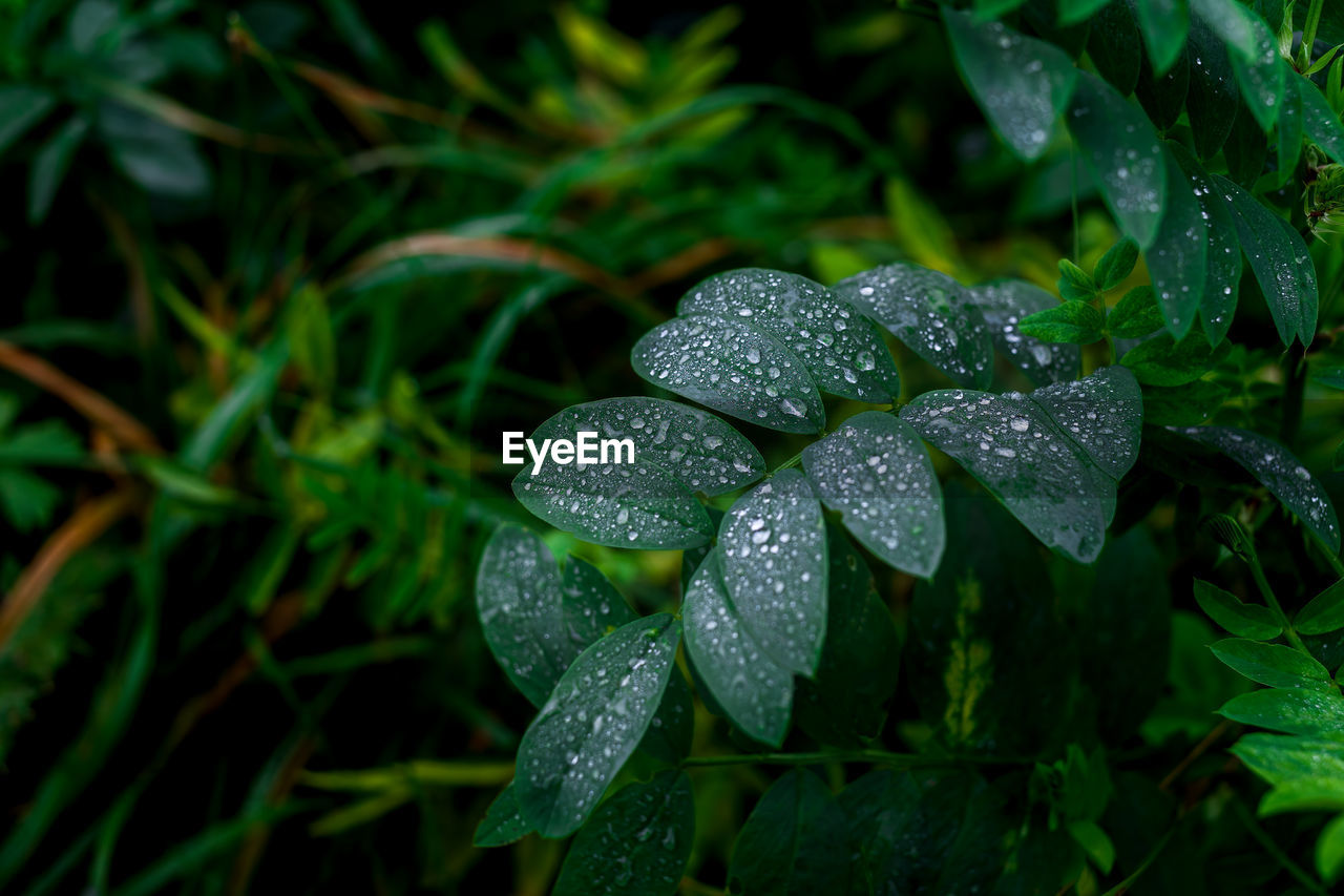 drop, wet, plant, water, green, nature, leaf, flower, plant part, rain, beauty in nature, moisture, growth, close-up, dew, macro photography, freshness, no people, outdoors, raindrop, flowering plant, environment, day, focus on foreground, land, monsoon