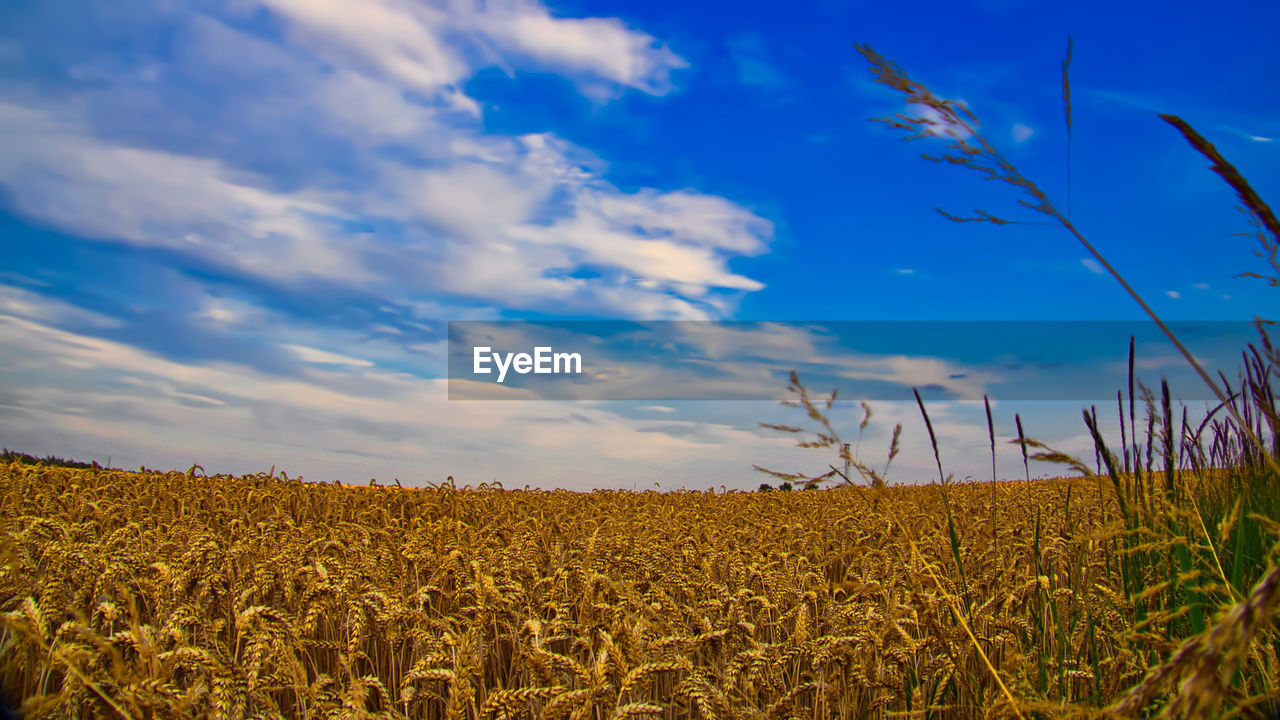 Scenic view of agricultural field against sky