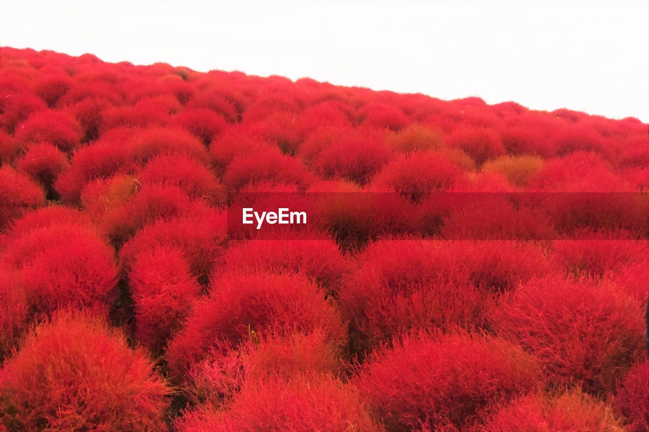 HIGH ANGLE VIEW OF RED FLOWERS ON LANDSCAPE