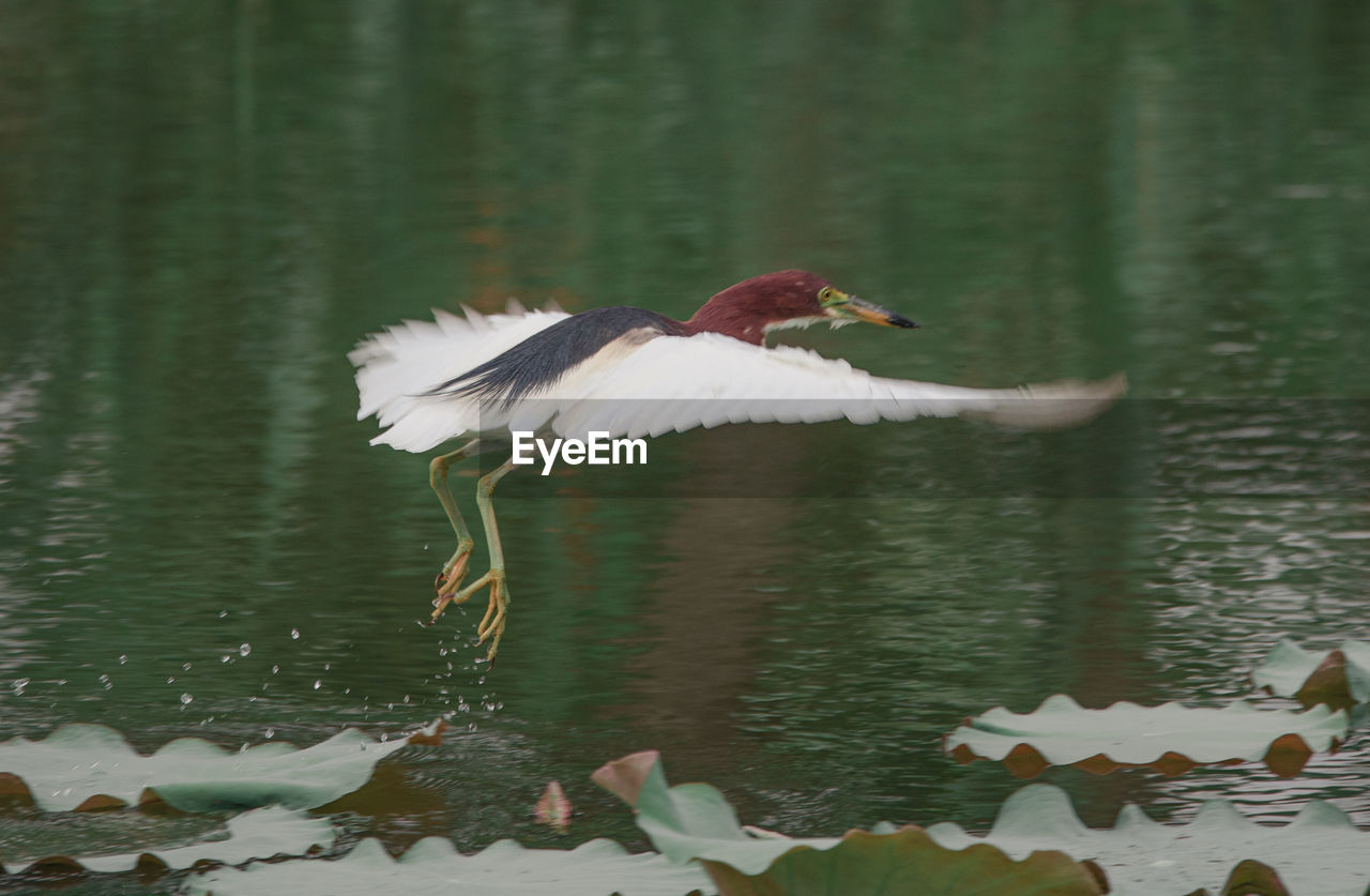 BIRD FLYING ABOVE LAKE