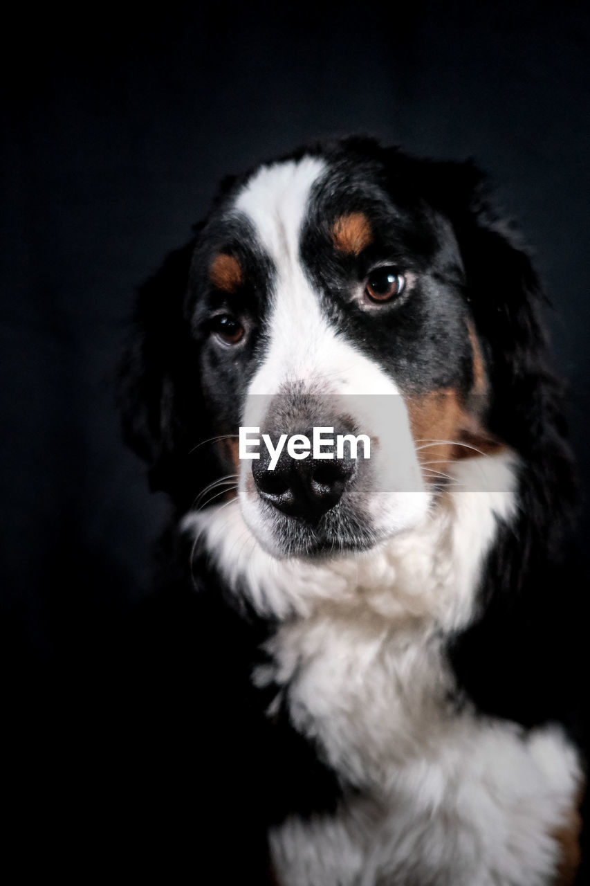 pet, one animal, dog, canine, domestic animals, animal themes, animal, mammal, portrait, studio shot, black background, looking at camera, indoors, animal body part, black, no people, border collie, close-up, animal head, puppy, looking, cute, front view, purebred dog