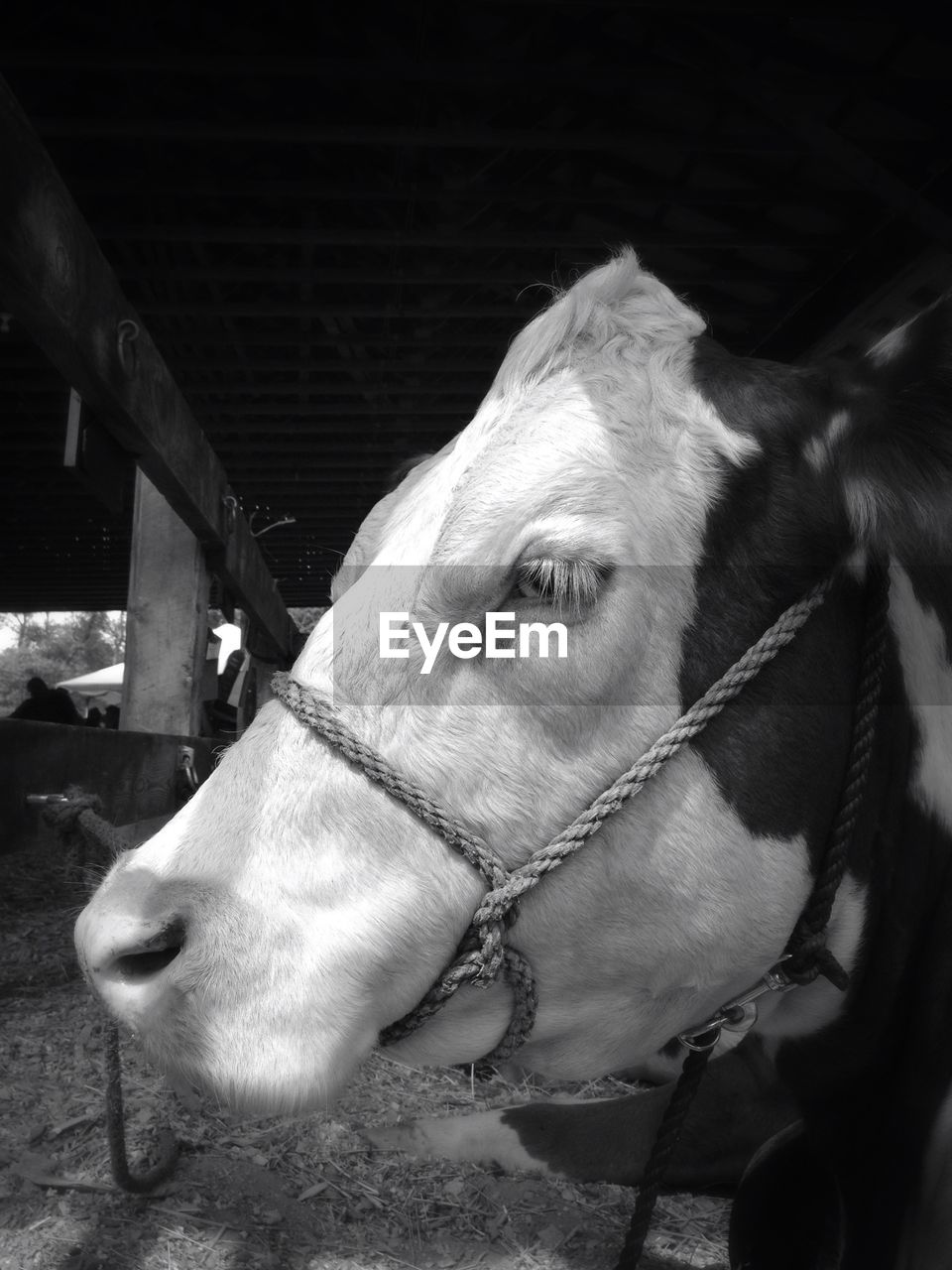 Close-up of cow in shed