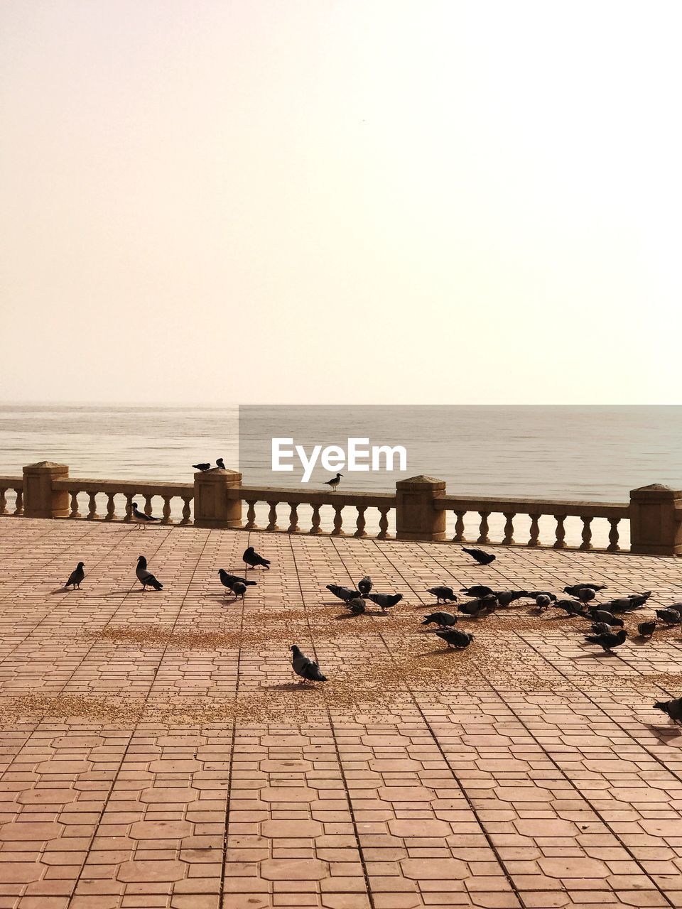 VIEW OF BIRDS PERCHING ON SHORE AGAINST CLEAR SKY