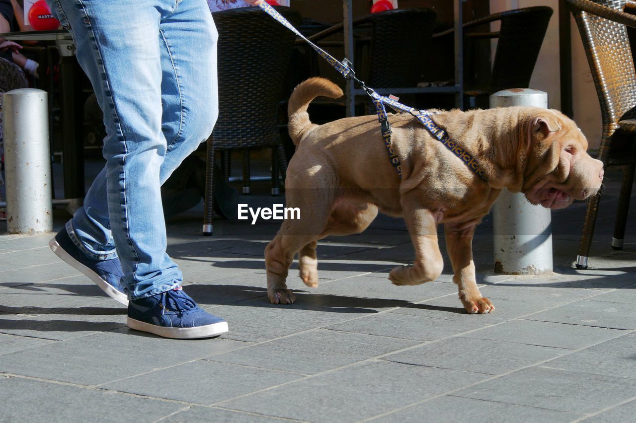 LOW SECTION OF WOMAN WITH DOG ON STREET