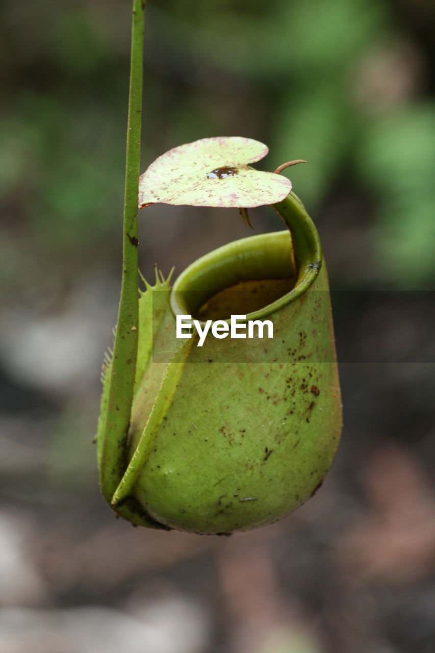 green, leaf, pitcher plant, macro photography, nature, food, flower, food and drink, close-up, healthy eating, yellow, focus on foreground, plant, fruit, no people, plant stem, day, freshness, outdoors, growth, branch, produce, wellbeing