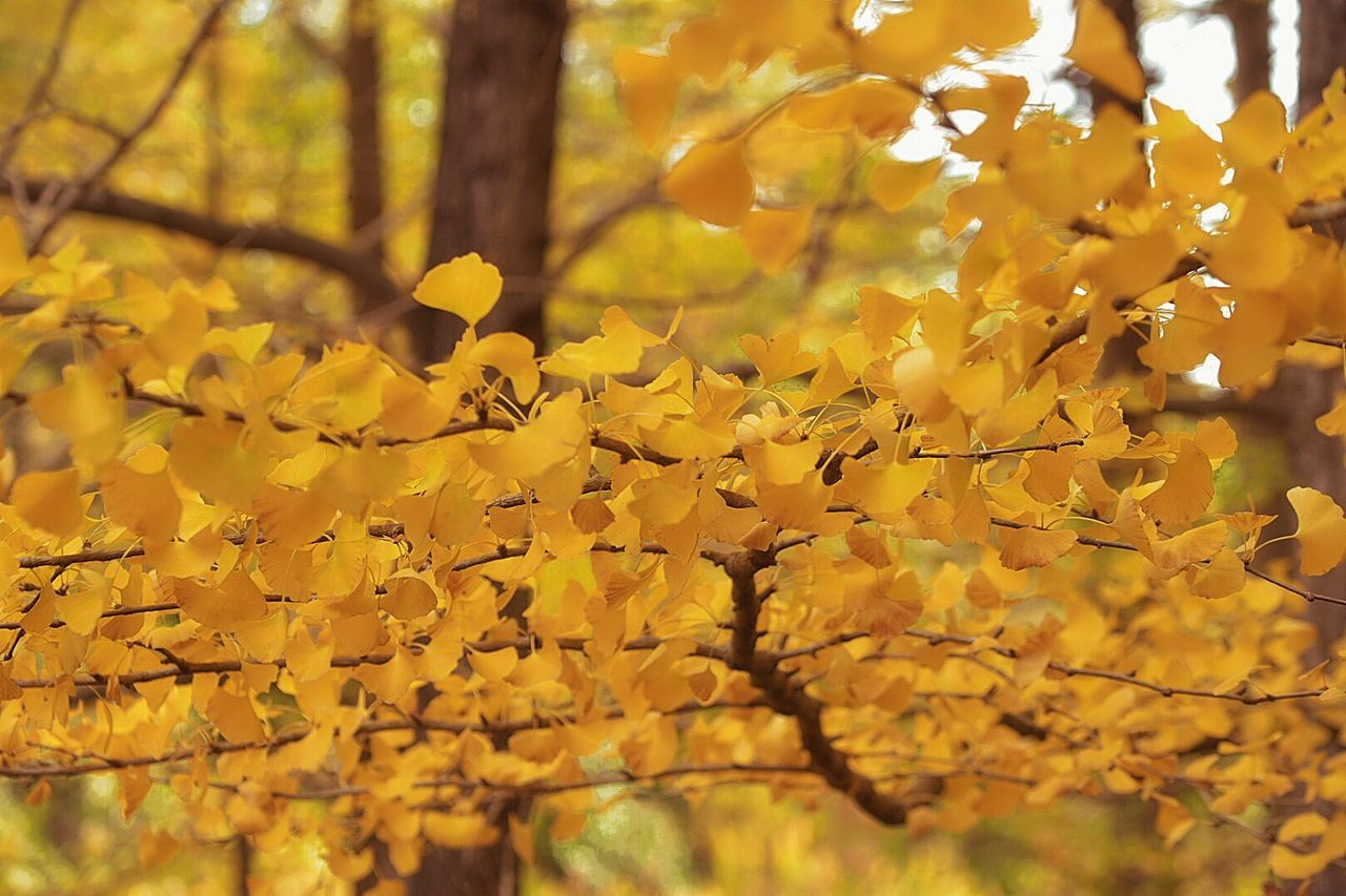 Close-up of yellow leaves on tree branches during autumn