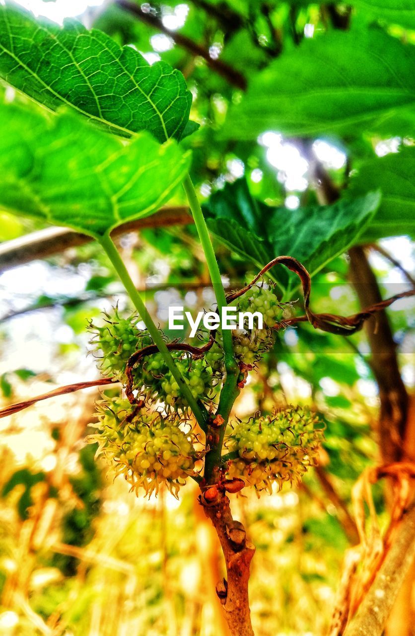 CLOSE-UP OF FRESH GREEN PLANT