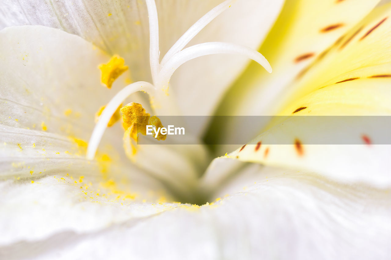 CLOSE-UP OF FRESH WHITE FLOWER WITH YELLOW PETALS