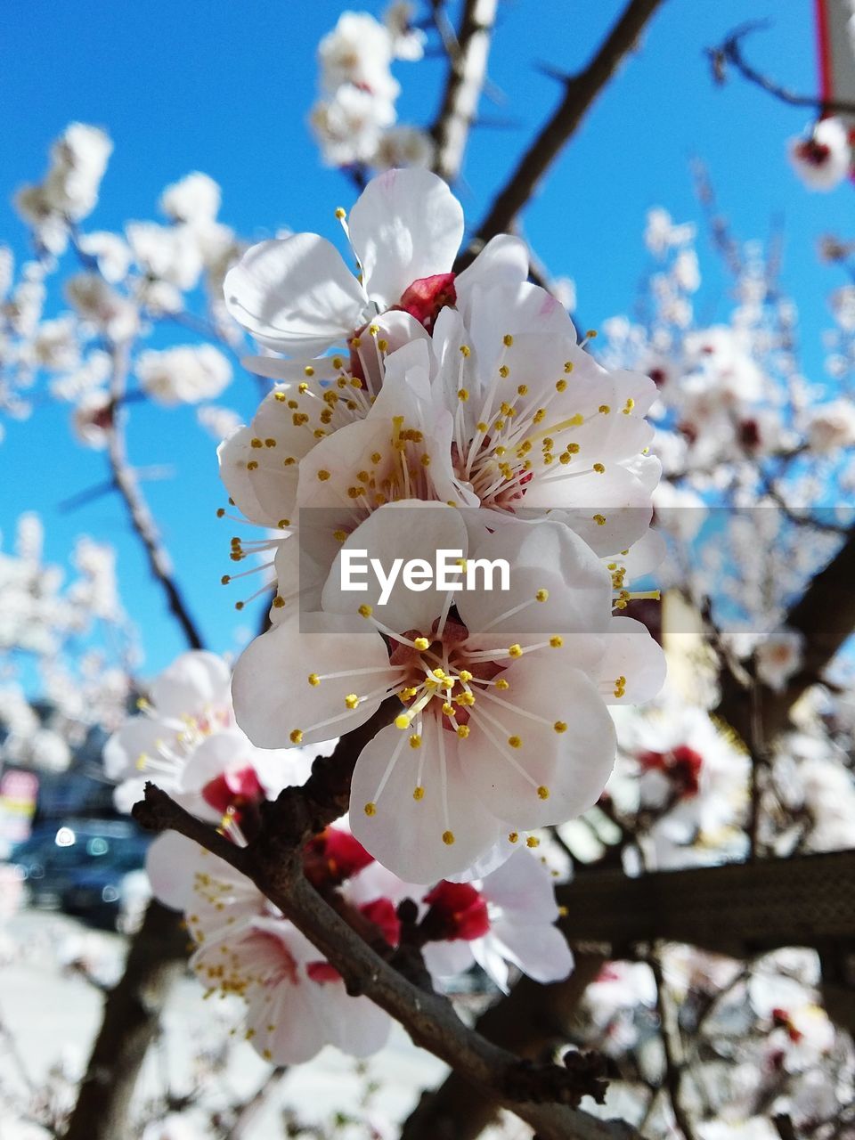 LOW ANGLE VIEW OF CHERRY BLOSSOM TREE