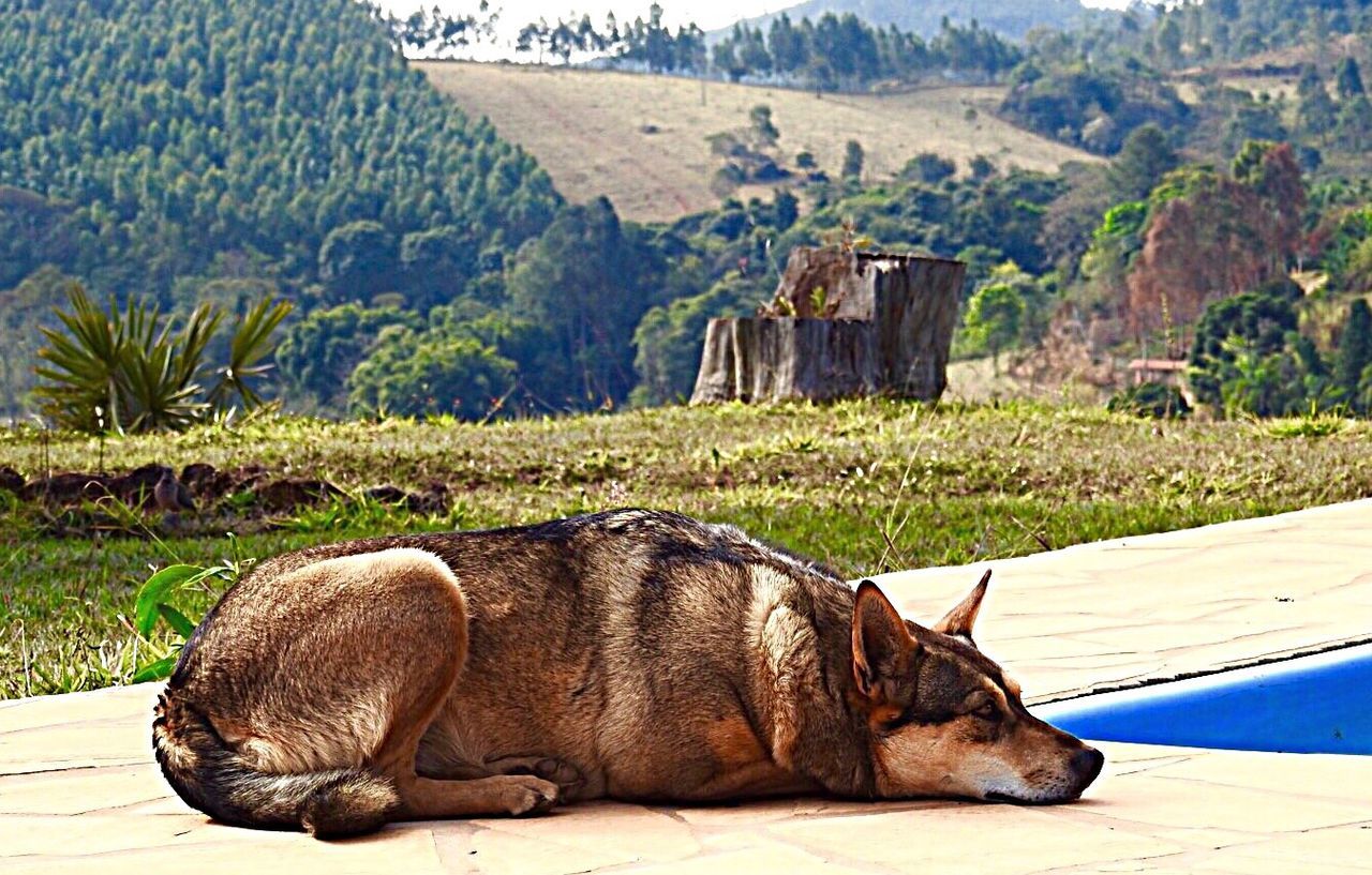 Dog relaxing against mountain
