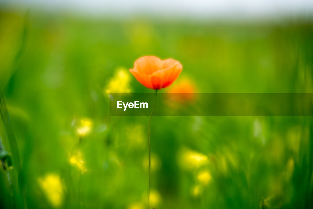 Close-up of poppy blooming on field