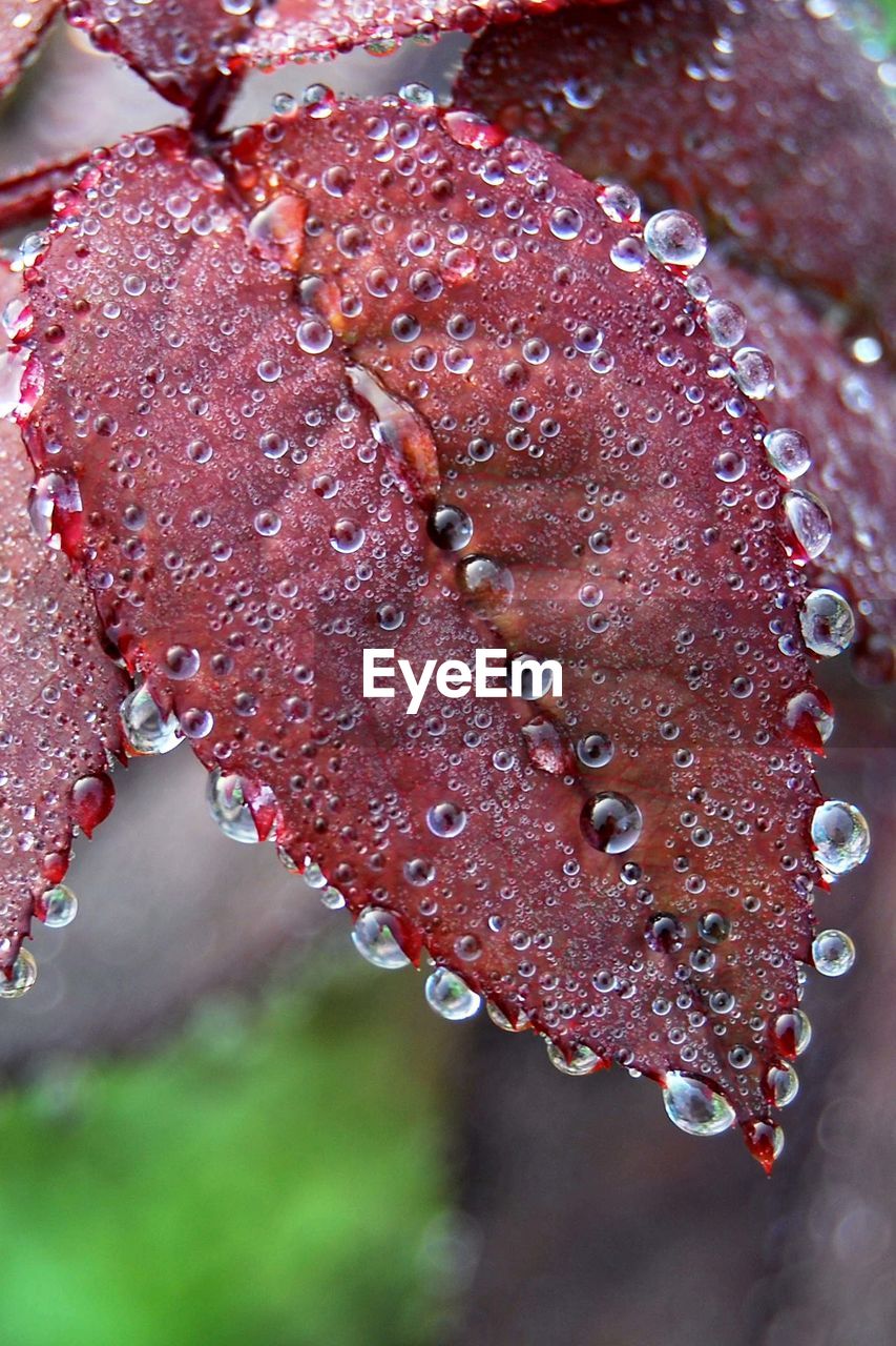 CLOSE-UP OF WATER DROPS ON RED BACKGROUND