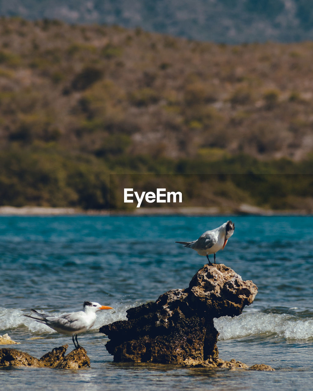 SEAGULL PERCHING ON A ROCK