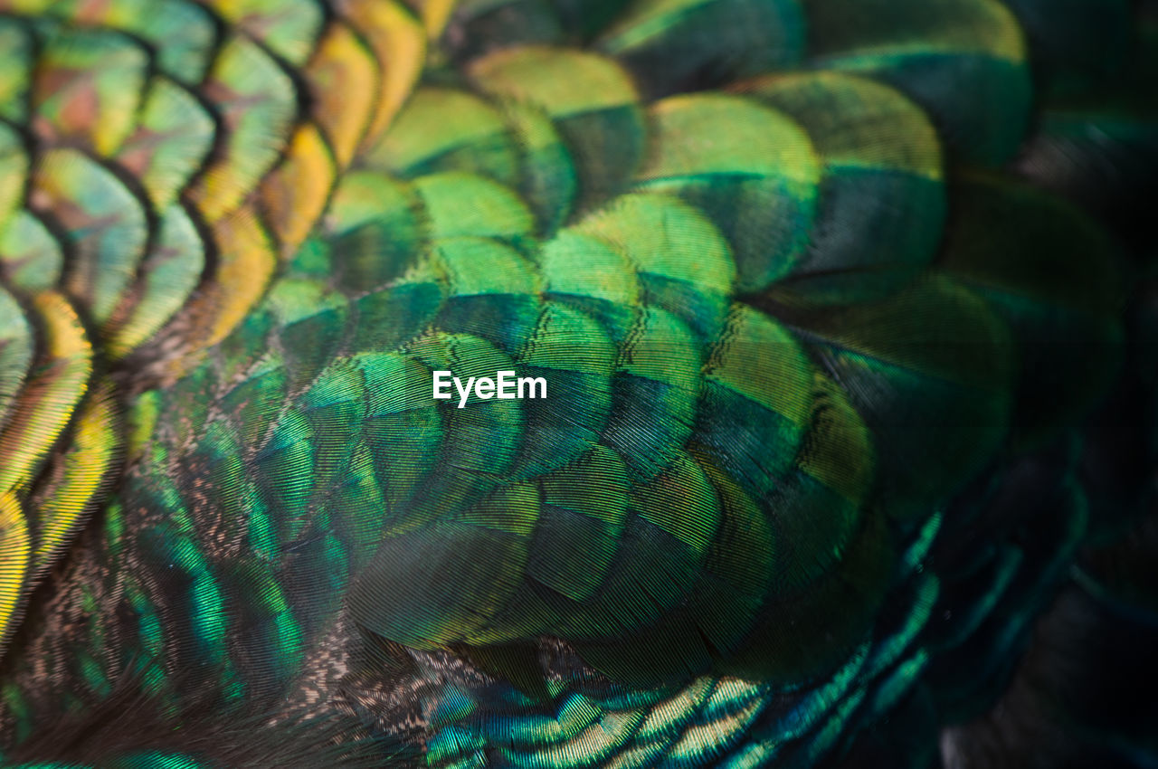 Close up of the peacock feathers .macro blue feather, feather, bird, animal. macro photograph.