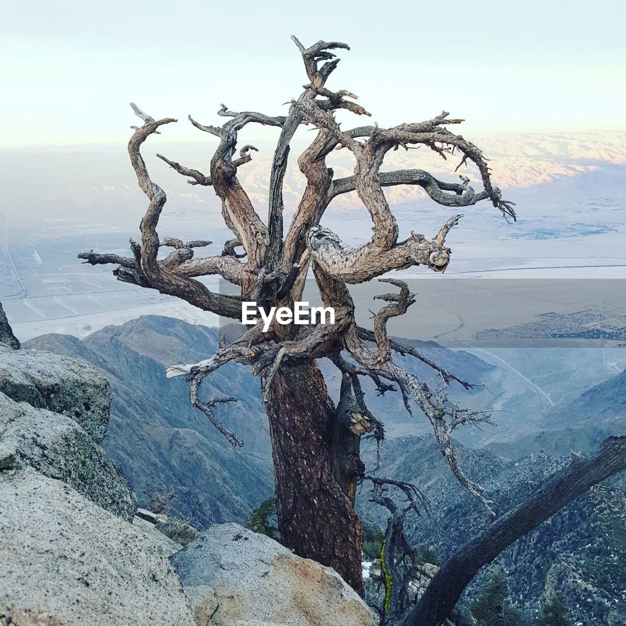 DEAD TREE AGAINST SNOW COVERED LANDSCAPE