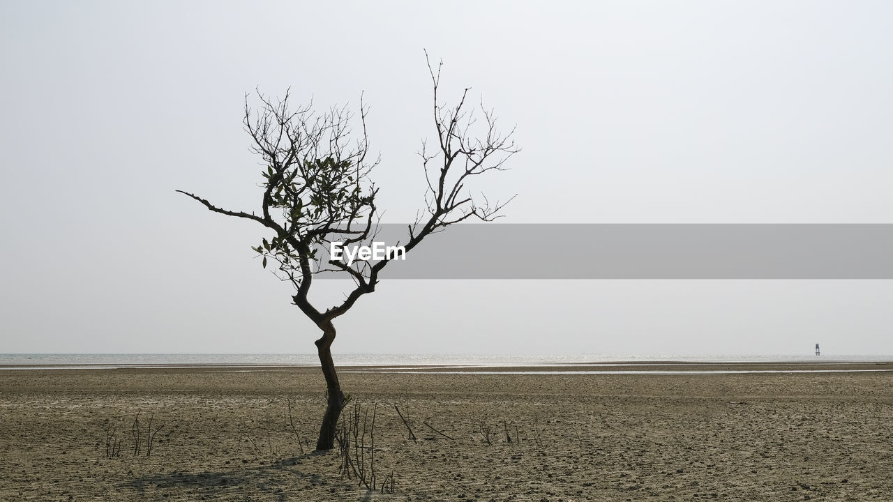 Bare tree on field against clear sky