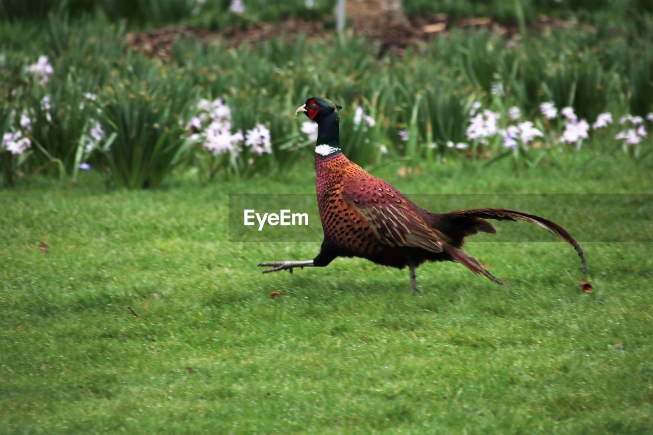 Side view of a pheasant running on field