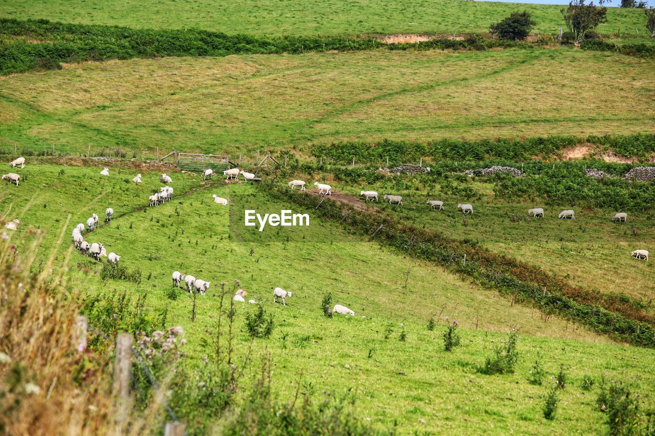 Sheep walking in file on a welsh hillside.