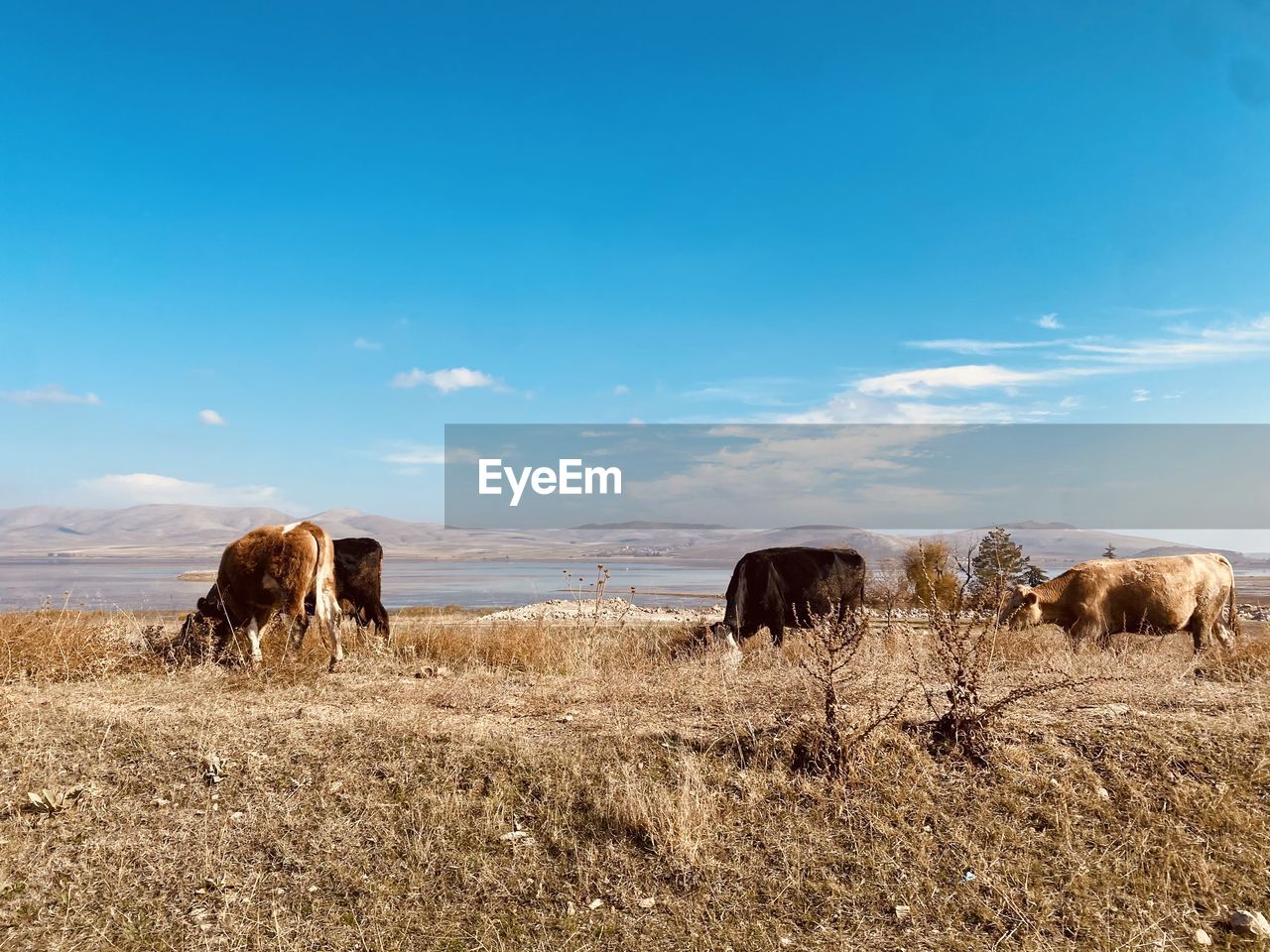 SHEEP IN A FIELD