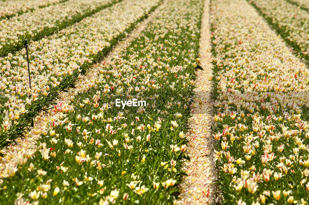 Plants growing on field