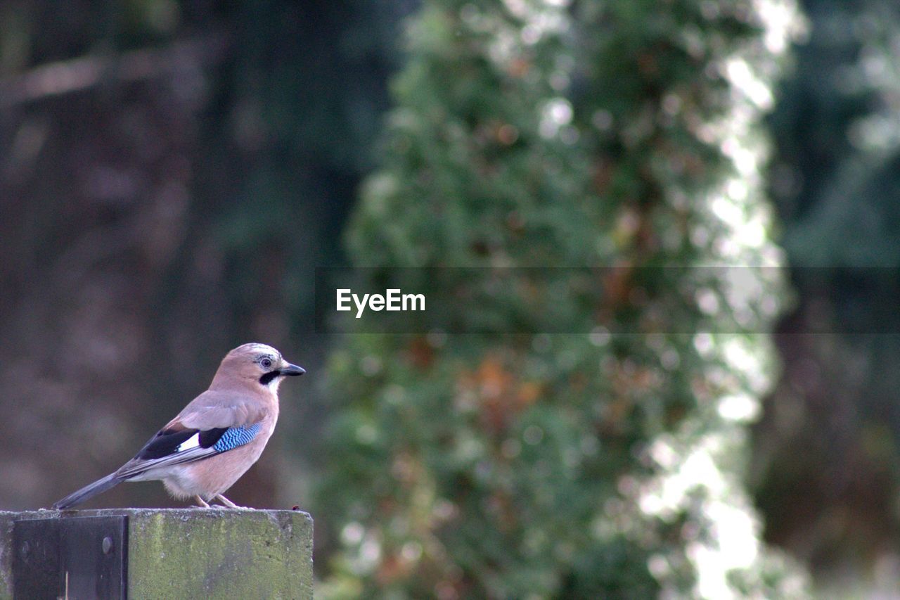 Bird perching on railing