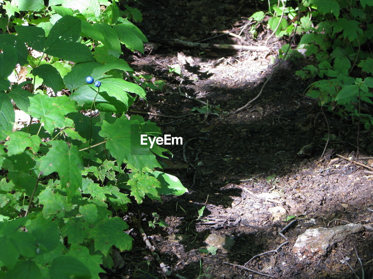 PLANTS GROWING IN FOREST