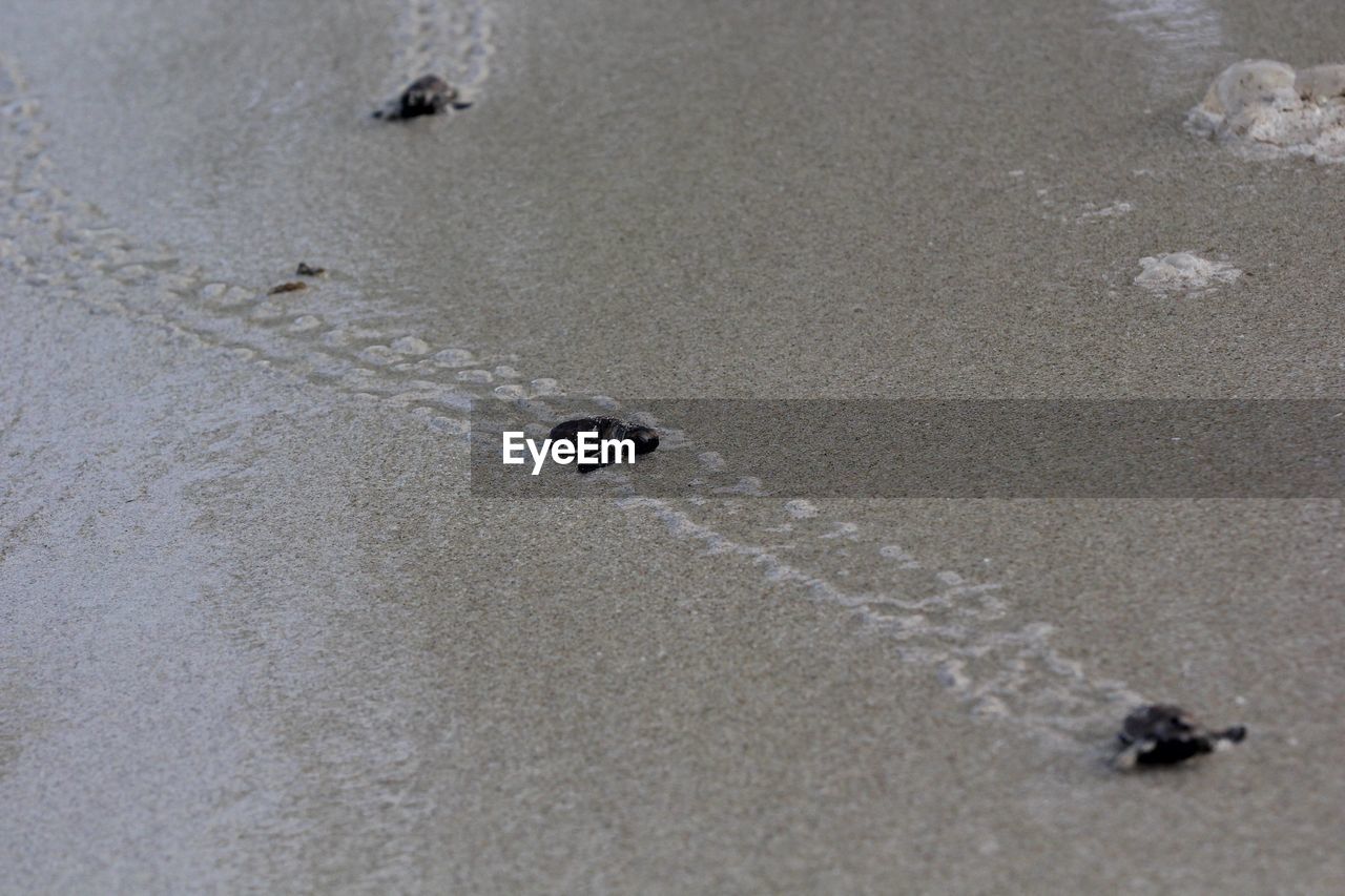 Hawksbill sea turtles released on the sea at banyan tree beach in bintan, indonesia. 