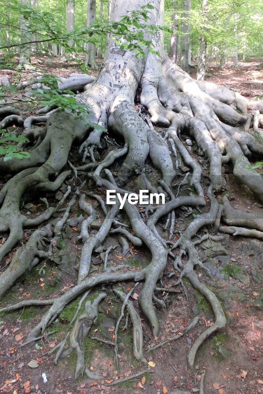 High angle view of tree roots in teutoburg forest