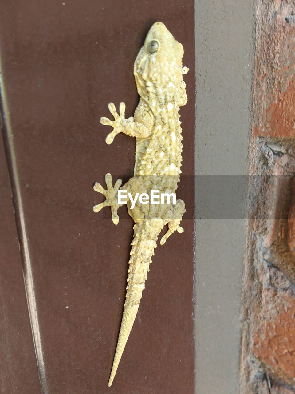 CLOSE-UP OF LIZARD ON WALL