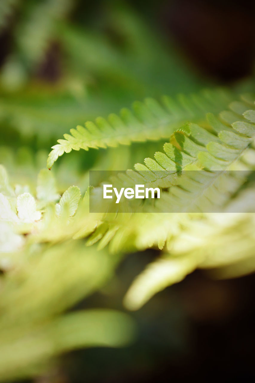 Green Nature Sunlight Beauty In Nature Bokeh Close-up Day Daylight Fern Forest Freshness Garden Green Color Growth Leaf Leaves Natural Pattern Nature No People Outdoors Plant Plant Part Selective Focus