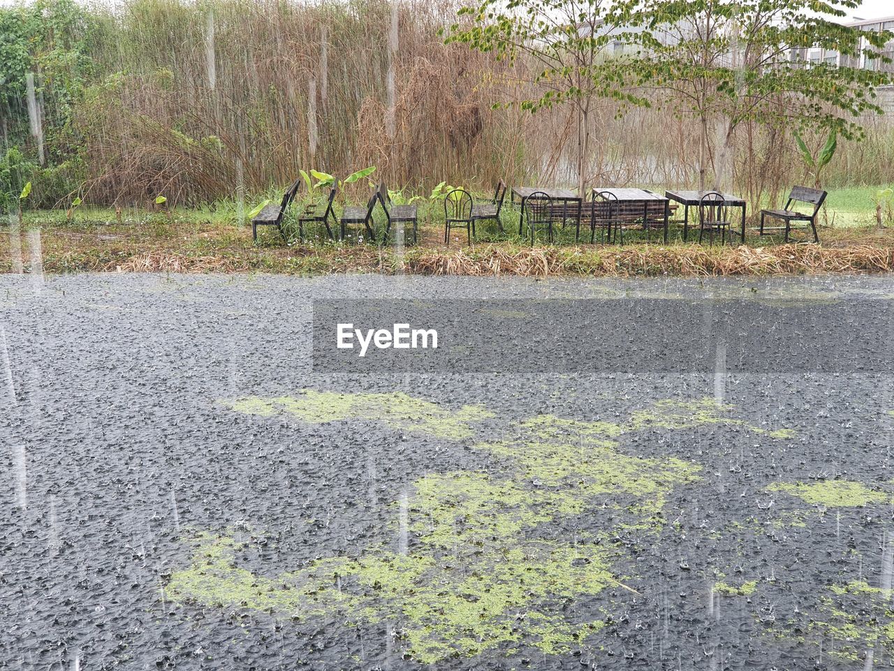 PLANTS GROWING ON EMPTY LAND BY TREES