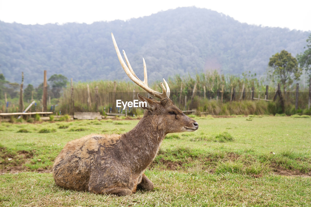 The javan rusa or sunda sambar or rusa timorensis at ranca upas ciwidey, bandung, indonesia