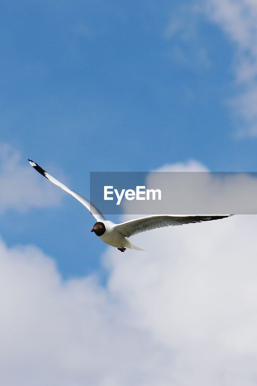 Low angle view of bird flying against sky