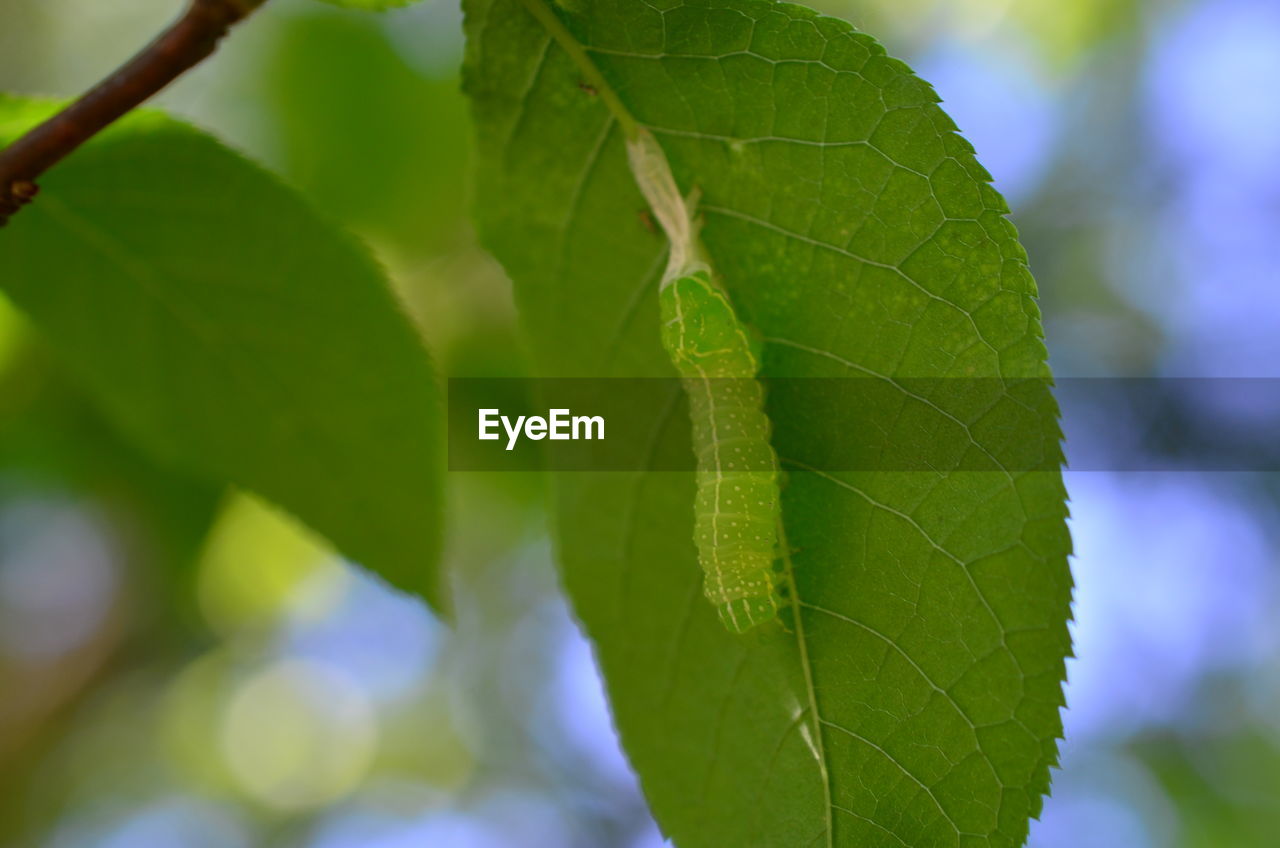 Close-up of caterpillar on leaf