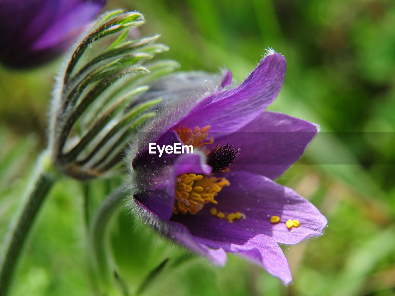 CLOSE-UP OF PURPLE FLOWER ON PLANT