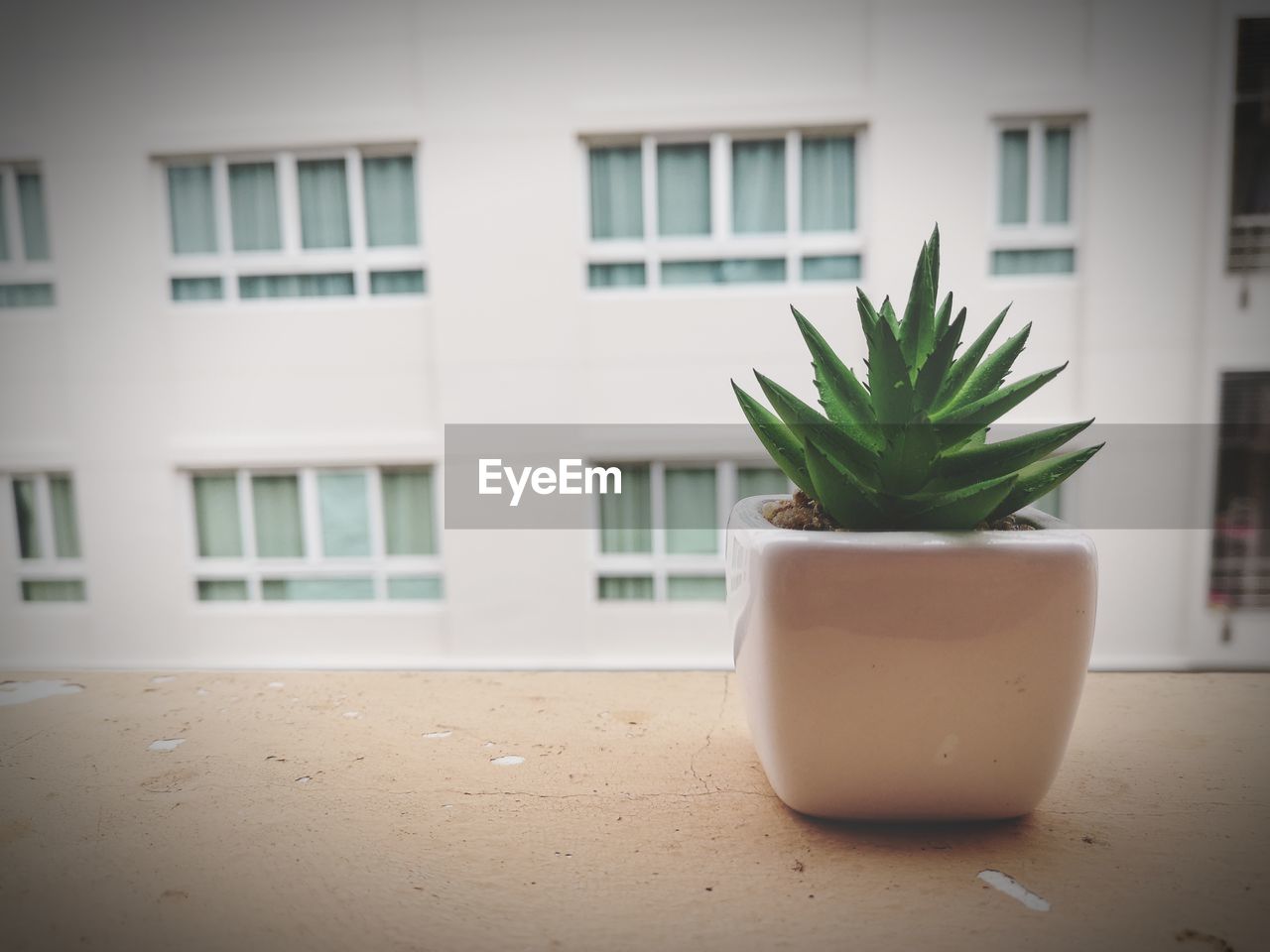 POTTED PLANT ON WINDOW SILL